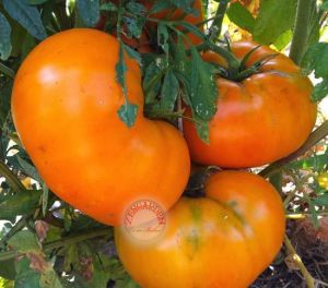 Sarı brandywine domates tohumu geleneksel doğa