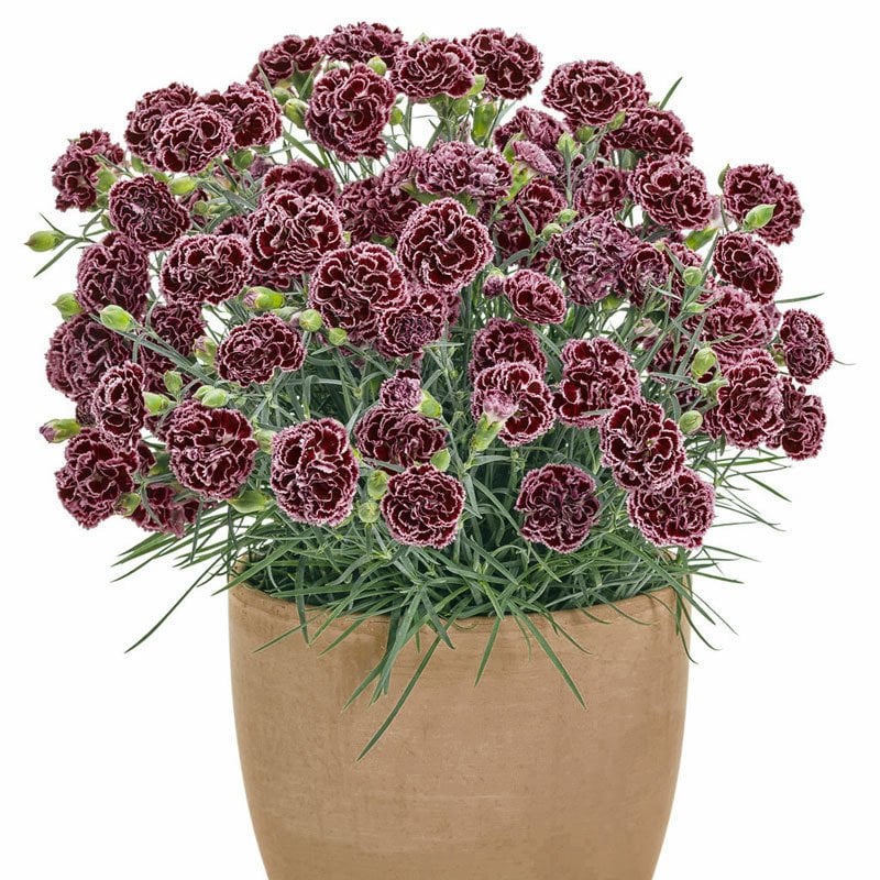 Kokulu burgundy lace karanfil fidesi dianthus sweet pleasure