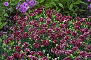 Kokulu burgundy lace karanfil fidesi dianthus sweet pleasure