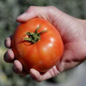 Geleneksel bostan domatesi tohumu homestead tomato heirloom