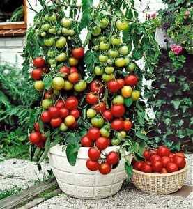 Pencere içi domatesi tohumu window box red geleneksel