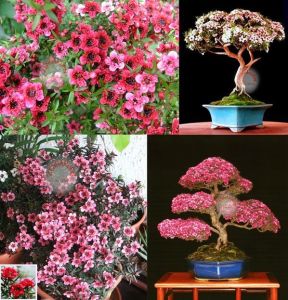 Leptospermum tohumu kırmızı beyaz çiçekli bonsai uygun