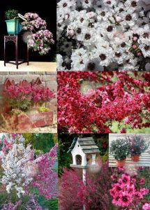 Leptospermum tohumu kırmızı beyaz çiçekli bonsai uygun