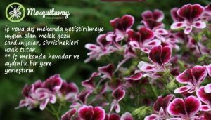 Çift renk melek gözü sardunya fidesi angeleyes bicolor pelorgonium crispum