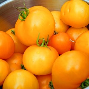 Jubile domates tohumu geleneksel doğal altın sarı