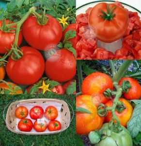 Düşük asitli domates tohumu geleneksel