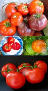 Düşük asitli domates tohumu geleneksel