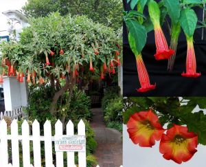 Kırmızı brugmansia sanguinea fidanı red angels trumpet parfüm kokulu