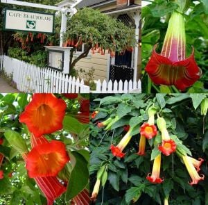 Kırmızı brugmansia sanguinea fidanı red angels trumpet parfüm kokulu