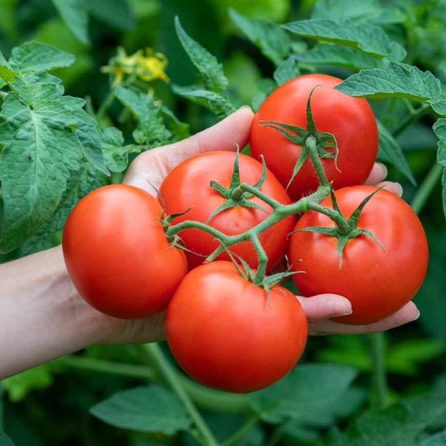 Çifte hasat moneymaker domates tohumu geleneksel bereketli varyete