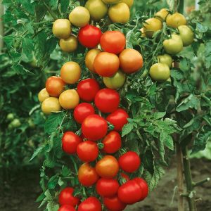 Çifte hasat moneymaker domates tohumu geleneksel bereketli varyete