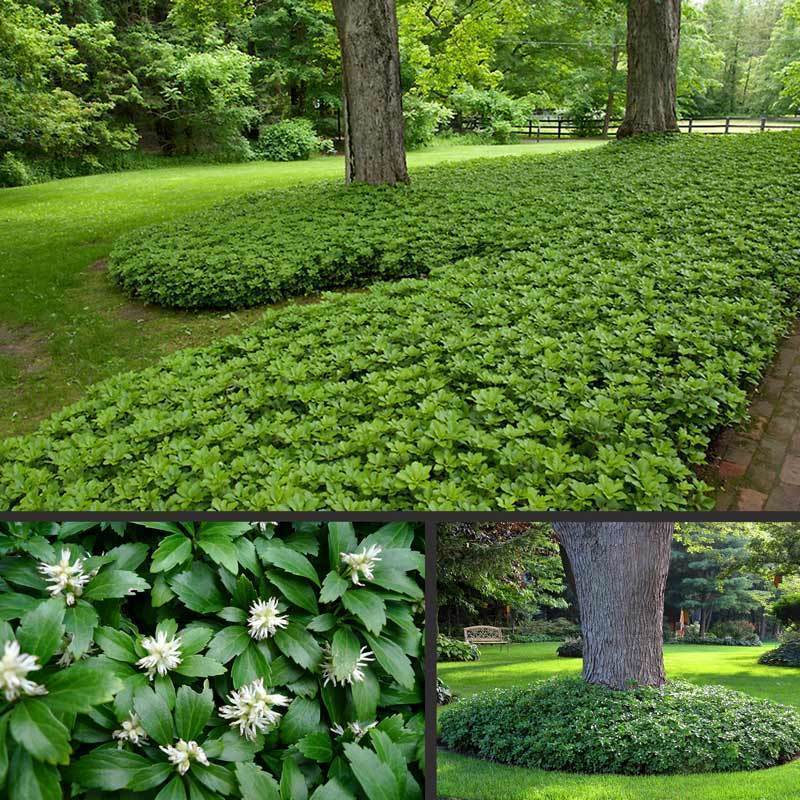 3 adet pachysandra terminalis yer örtücü japon süpürgesi green carpet