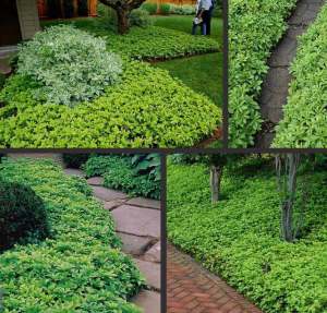 3 adet pachysandra terminalis yer örtücü japon süpürgesi green carpet