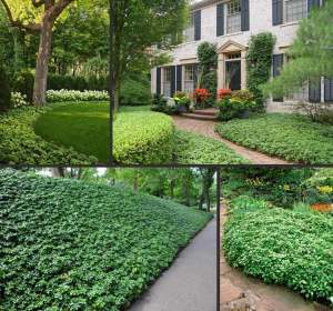 3 adet pachysandra terminalis yer örtücü japon süpürgesi green carpet