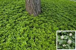 3 adet pachysandra terminalis yer örtücü japon süpürgesi green carpet