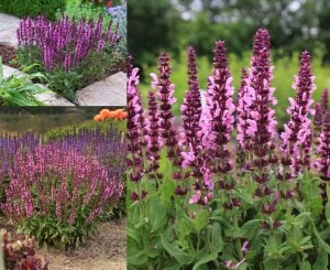 Pembe salvia nemorosa fidesi süs adaçayı merleau rose