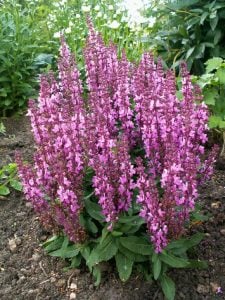 Pembe salvia nemorosa fidesi süs adaçayı merleau rose