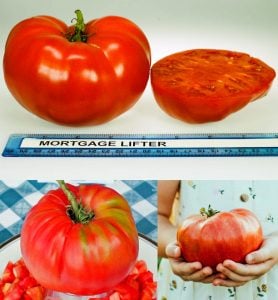 Mortgage lifter domates tohumu ipotek kaldıran bereketli geleneksel bahçe domatesi