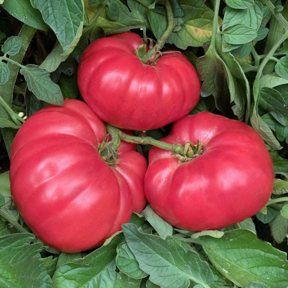 Dev ponderosa pembe domates tohumu ince kabuklu ponderosa pink beefsteak heirloom tomato