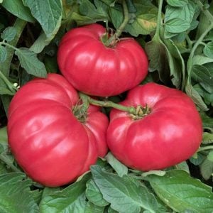 Dev ponderosa pembe domates tohumu ince kabuklu ponderosa pink beefsteak heirloom tomato
