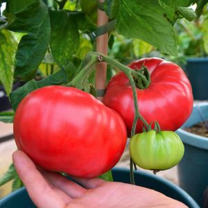 Dev ponderosa kırmızı domates tohumu ince kabuklu ponderosa red beefsteak heirloom tomato