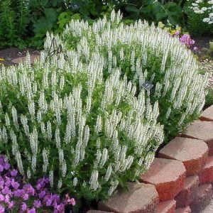 Beyaz salvia nemorosa fidesi süs adaçayı merleau white