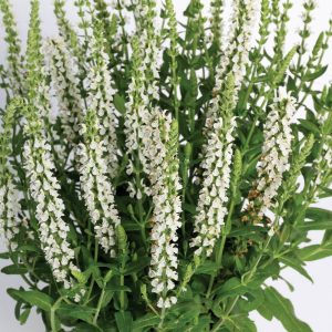 Beyaz salvia nemorosa fidesi süs adaçayı merleau white