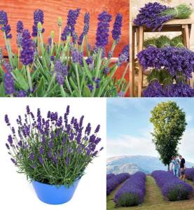 Sentivia mavi lavanta fidesi lavandula angustifolia