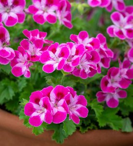 Pinkerbell sardunya fidesi canan pelargonium