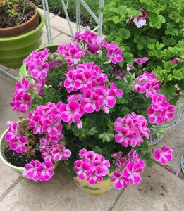 Pinkerbell sardunya fidesi canan pelargonium