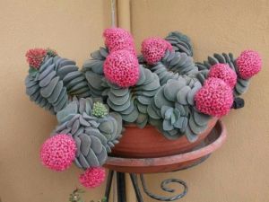 Crassula morgans beauty sukulent bitki