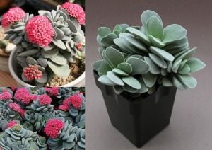 Crassula morgans beauty sukulent bitki