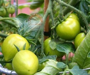 Erkenci domates tohumu soğuğa dayanıklı sub arctic plenty heirloom tomato