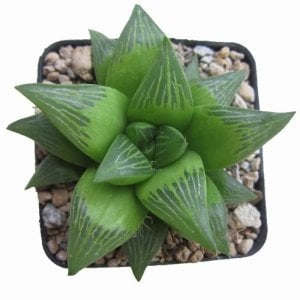 Haworthia retusa sukulent bitki