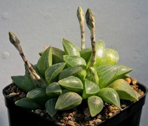 Haworthia retusa sukulent bitki