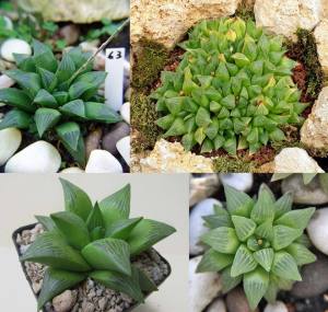 Haworthia retusa sukulent bitki