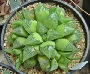 Haworthia retusa sukulent bitki