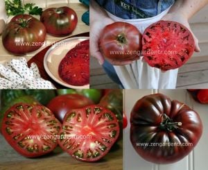 Cherokee mor domates tohumu geleneksel kızılderili domatesi