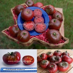 Cherokee mor domates tohumu geleneksel kızılderili domatesi