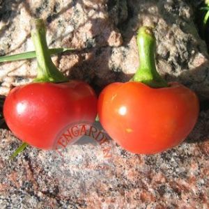 Kiraz acı biber tohumu red cherry hot pepper seeds