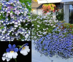 Mavi beyaz nemezya çiçeği fidesi nemesia mareto blue white