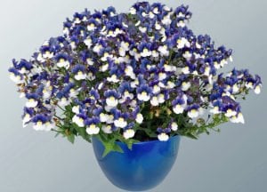 Mavi beyaz nemezya çiçeği fidesi nemesia mareto blue white