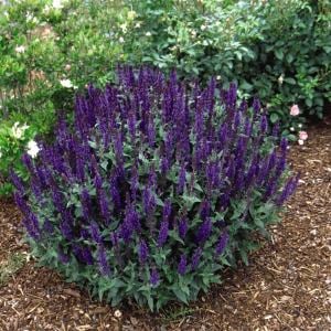 Mavi salvia nemorosa fidesi süs adaçayı blue queen