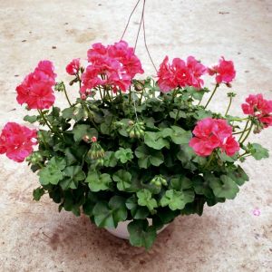 Parlak mercan sakız sardunya fidesi temprano hot coral pelargonium