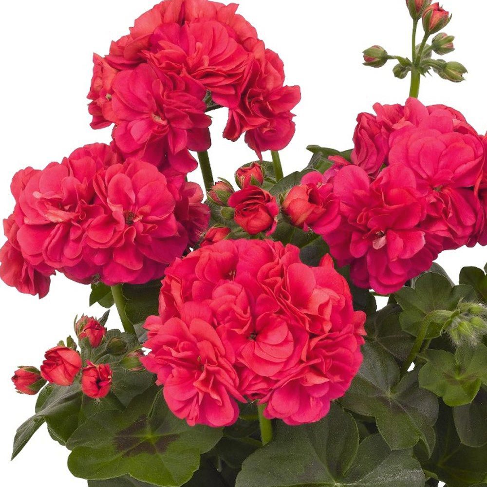 Parlak mercan sakız sardunya fidesi temprano hot coral pelargonium