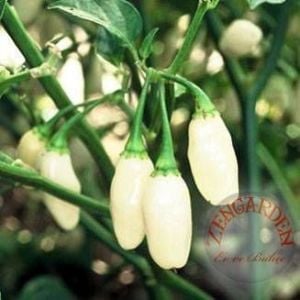 Beyaz habanero biber tohumu acı