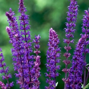 Mor salvia nemorosa fidesi süs adaçayı violet queen