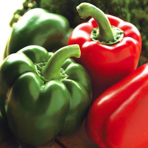 Kırmızı yeşil dolma biber tohumu yolo wonder bell pepper