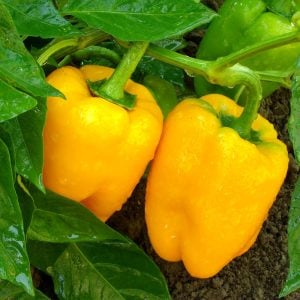 Sarı dolma biber tohumu golden california wonder bell pepper