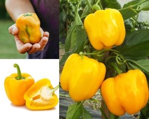 Sarı dolma biber tohumu golden california wonder bell pepper